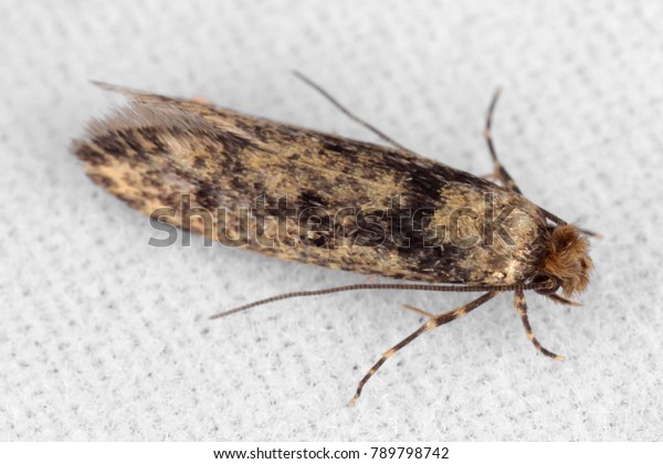 The brown-dotted clothes moth Niditinea\
fuscella is a species of tineoid moth. It belongs to the fungus\
moth family Tineidae. Common house\
moth.