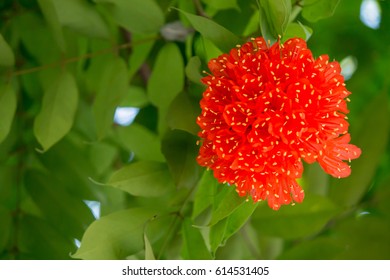 Brownea Grandiceps Jacq, (Caesalpiniaceae),Rose Of Venezuela