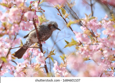 It is a brown-eared bulbul with cherry blossoms in full bloom