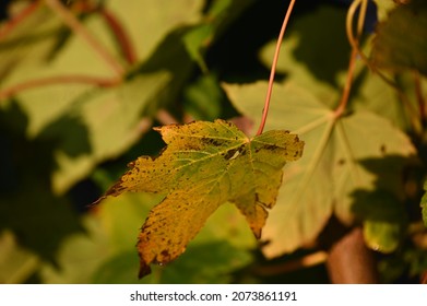 
browned maple leaf against a background of abundant vegetation