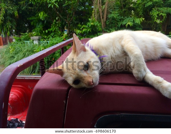 Brown-haired\
cat lying on the roof of a red pickup\
truck.