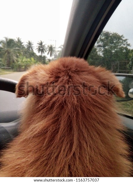 Brown-haired\
dog looking from car window during\
travel.