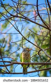 Brown-headed Barbet Is An Asian Barbet Species Native To The Indian Subcontinent, Where It Inhabits Tropical And Subtropical Moist Broadleaf Forests.