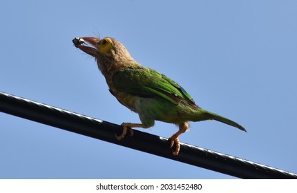 The Brown-headed Barbet Is An Asian Barbet Species Native To The Indian Subcontinent, Where It Inhabits Tropical And Subtropical Moist Broadleaf Forests.