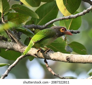 The Brown-headed Barbet  Is An Asian Barbet Species Native To The Indian Subcontinent, Where It Inhabits Tropical And Subtropical Moist Broadleaf Forests.