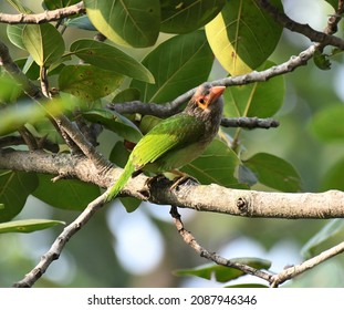 The Brown-headed Barbet  Is An Asian Barbet Species Native To The Indian Subcontinent, Where It Inhabits Tropical And Subtropical Moist Broadleaf Forests.