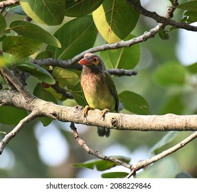 The Brown-headed Barbet  Is An Asian Barbet Species Native To The Indian Subcontinent, Where It Inhabits Tropical And Subtropical Moist Broadleaf Forests.