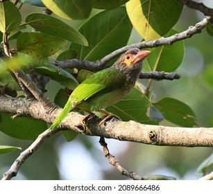 The Brown-headed Barbet  Is An Asian Barbet Species Native To The Indian Subcontinent, Where It Inhabits Tropical And Subtropical Moist Broadleaf Forests.