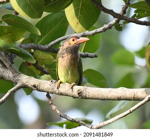 The Brown-headed Barbet  Is An Asian Barbet Species Native To The Indian Subcontinent, Where It Inhabits Tropical And Subtropical Moist Broadleaf Forests.