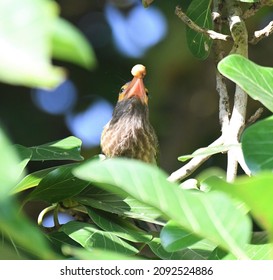 The Brown-headed Barbet  Is An Asian Barbet Species Native To The Indian Subcontinent, Where It Inhabits Tropical And Subtropical Moist Broadleaf Forests.