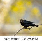 A brown-headed bullock bird (Molothrus ater)  perched on a bare tree branch