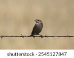 Brown-headed Cowbird (female) (molothrus ater) perched on a strand of barbed wire