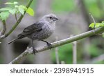 Brown-headed cowbird female perched on branch morning light early spring