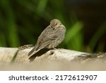 Brown-headed Cowbird Fledgling shot with Nikon d850 in Richmond Hill, Ontario.