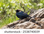 Brown-headed cowbird sitting on a rock in the grass. ( Molothrus ater, adult male ). Jasper National Park, Alberta, Canada.