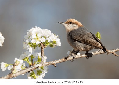 A brown-headed nuthatch perched on a plum branch.