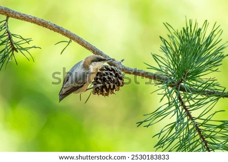 Brown-headed nuthatch perched on a tree branch