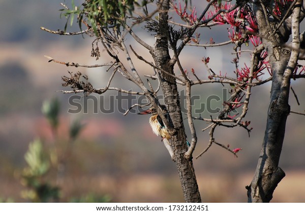 Brown-hooded\
Kingfisher camouflaged in a Protea\
tree