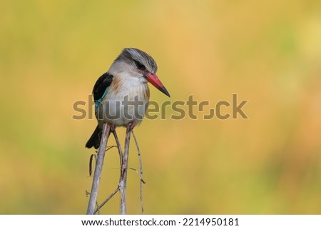Brown-hooded kingfisher perched on reed grass while hunting for insects with soft greenyellow background