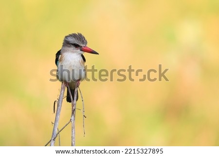 Brown-hooded kingfisher perched on reed grass while hunting for insects with soft greenyellow background