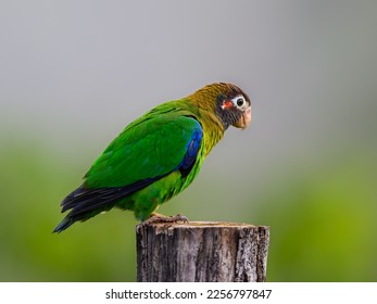 Brown-hooded Parrot portrait on fence post in Costa Rica - Shutterstock ID 2256797847