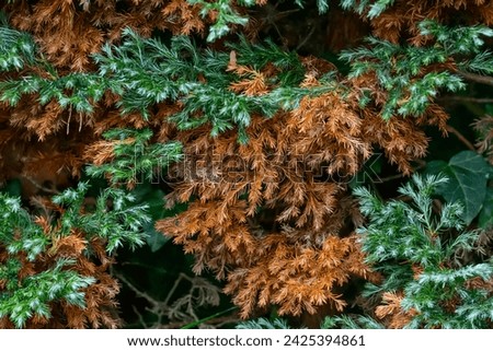 Browning of conifers, brown dry needles of a diseased tree close up