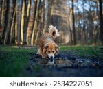 A brownish-red mutt puppy drinks from a puddle in the forest, its thick, fluffy fur damp and muddy, radiating joy and energy in a vibrant natural setting