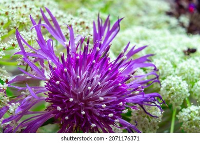 A Brownray Knapweed In The Garden