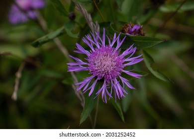 Brownray Knapweed On Dark Green Background