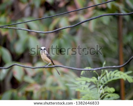  Brown-rumped Minivet birds on the wire