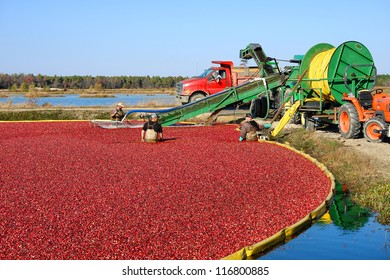 BROWNS MILLS, NJ - OCTOBER 22 - Farm workers harvest cranberries in a flooded bog with wet picking method during cranberry fall harvest on October 22, 2012 in Browns Mills, New Jersey