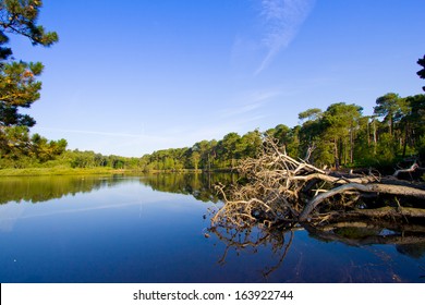 Brownsea Island Nature Reserve