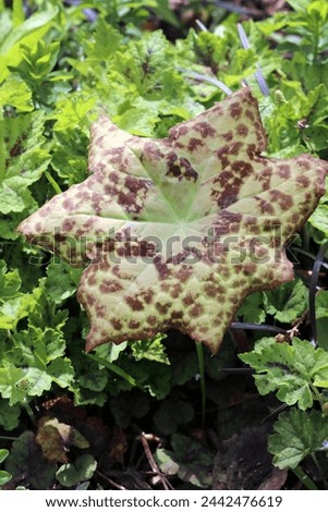 The brown-spotted foliage (leaf) of 'Spotty Dotty' Chinese mayapple (Podophyllum hybrid), also known as Asian mayapple, growing in a shade garden