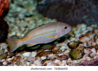 Brownstripe Red Snapper (Broadband Seaperch) Swimming In Marine Aquarium. Lutjanus Vitta Is Marine Fish In Lutjanidae Family. 