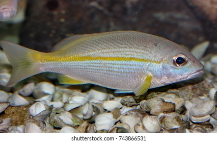 Brownstripe Red Snapper (Broadband Seaperch) Swimming In Marine Aquarium. Lutjanus Vitta Is Marine Fish In Lutjanidae Family. 