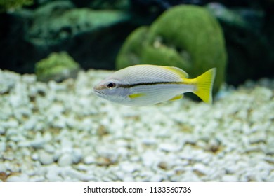 Brownstripe Red Snapper  Swimming Show Visitors In The Aquarium Display.