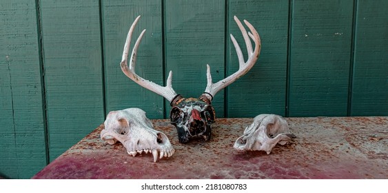 Brownsville TX USA July 10th 2022: Some Deer Skulls Layed On A Rusty Counter And A Green Wooden Wall Outside In The Backyard. 