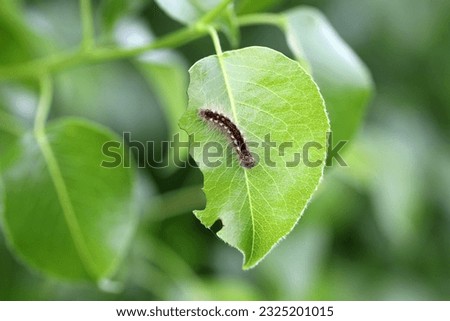Brown-tail Moth Euproctis chrysorrhoea Caterpillar on the eaten leaf of a tree in the orchard.