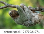 Brown-throated sloth (Bradypus variegatus) is a species of three-toed sloth found in the Neotropical realm of Central and South America