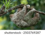 Brown-throated sloth (Bradypus variegatus) is a species of three-toed sloth found in the Neotropical realm of Central and South America