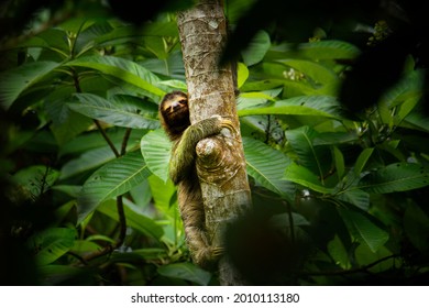 Brown-throated Sloth - Bradypus Variegatus Species Of Three-toed Sloth Found In The Neotropical Realm Of Central And South America, Mammal Found In The Forests Of South And Central America.