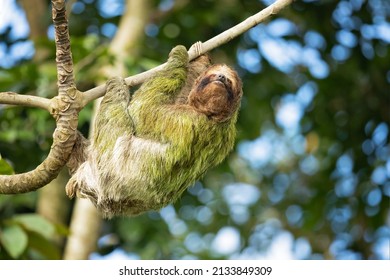 The Brown-throated Sloth (Bradypus Variegatus) Is A Species Of Three-toed Sloth Found In The Neotropical Realm Of Central And South America