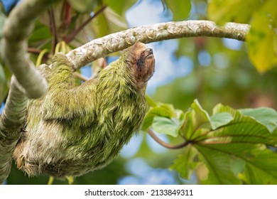 The Brown-throated Sloth (Bradypus Variegatus) Is A Species Of Three-toed Sloth Found In The Neotropical Realm Of Central And South America