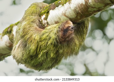 The brown-throated sloth (Bradypus variegatus) is a species of three-toed sloth found in the Neotropical realm of Central and South America
