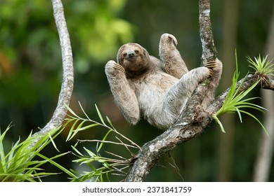 The brown-throated sloth (Bradypus variegatus) is a species of three-toed sloth found in the Neotropical realm of Central and South America. - Powered by Shutterstock