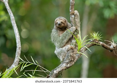 The brown-throated sloth (Bradypus variegatus) is a species of three-toed sloth found in the Neotropical realm of Central and South America.