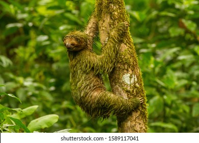 Brown-throated Sloth climbing a tree in Costa Rica - Shutterstock ID 1589117041