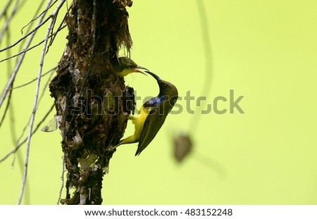 Similar – Foto Bild Hungriger Vogelnachwuchs