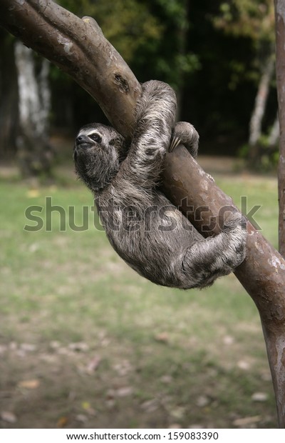 Brown-throated three-toed sloth, Bradypus\
variegatus, Youngster,\
Brazil