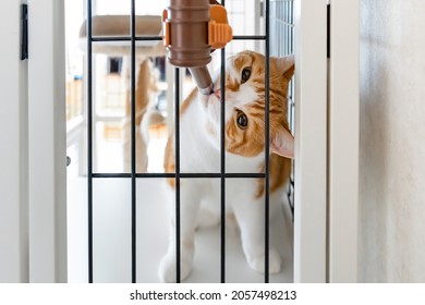 A Brown-white Cat Drinking Water From A Water Bottle In A Cat Cage